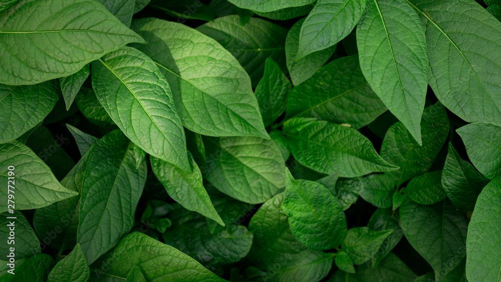Top view of green plants. Nature full frame background. Top view of green plants. Nature full frame background.