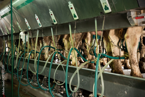 ilking facility on modern dairy farm close up