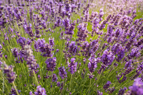 Beautiful background of lavender flowers close up in backlight.