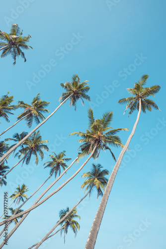 Coconut palm trees on tropical beach clear summer vacation day vintage toned
