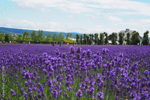 Lavender field bright purple bloom at Tomita farm, Furano, Hokkaido, Japan
