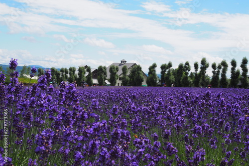 Beautiful nature attracts tourists. Purple lavender field in Tomita, Furano, Hokkaido, Japan photo