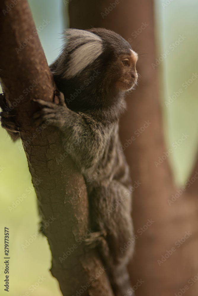 Fototapeta premium Singe