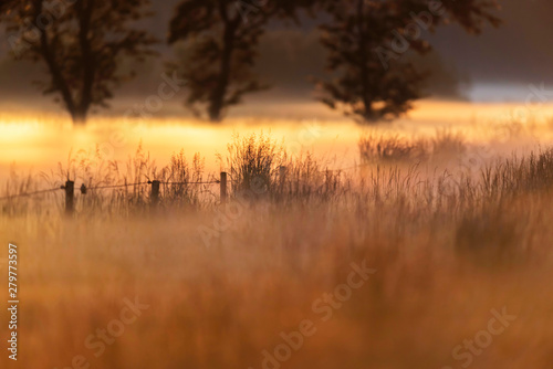 Misty field in countryside at sunrise.