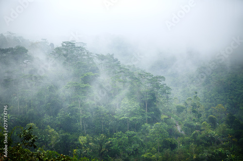 Obraz na płótnie tropikalny park drzewa