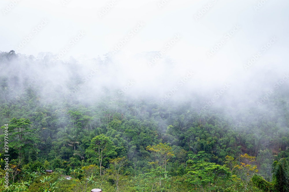 Morning fog on the rainy deep jungle forest