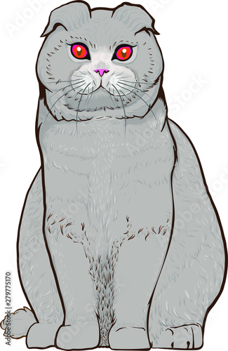 Scottish fold cats sit on the floor, cute long-haired big eyes. Scottish fold - ears are folded frontward and down.