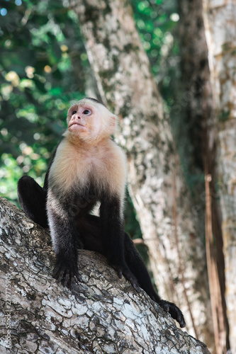 white head monkey, Costa Rica