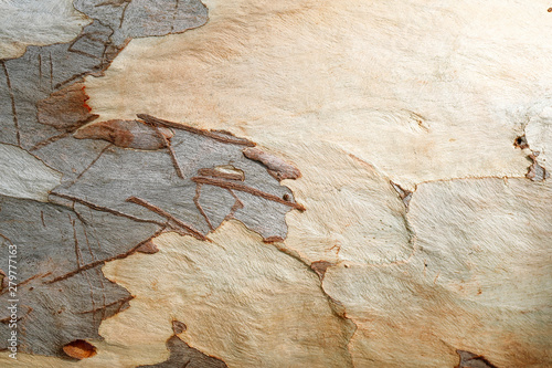 Photos Tree balk background texture