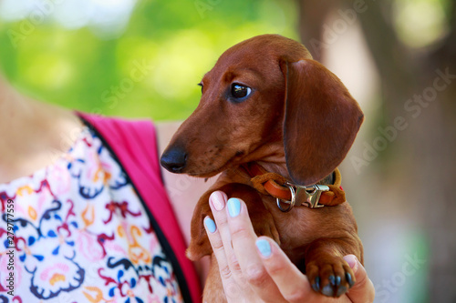 Dog breed dachshund