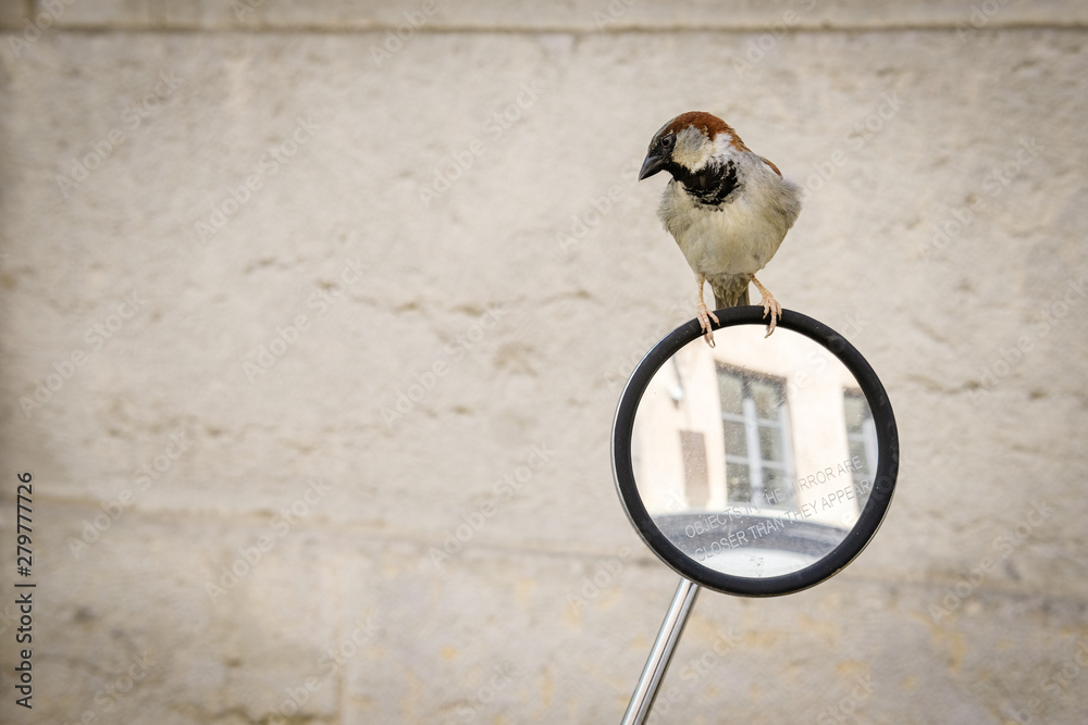 Petit oiseau sur un rétroviseur Stock Photo | Adobe Stock