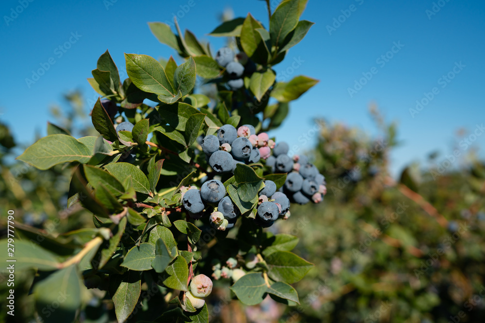 Fresh organic blueberries and green leaves against blue sky.