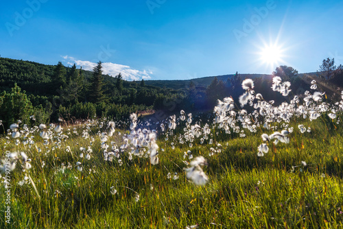 Gentle landscape during sunset in the mountain with blooming arctic cotton grass