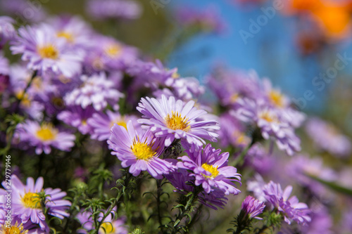 beautiful background of autumn flowers bokeh,bokeh background colors aster violet autumn beautiful