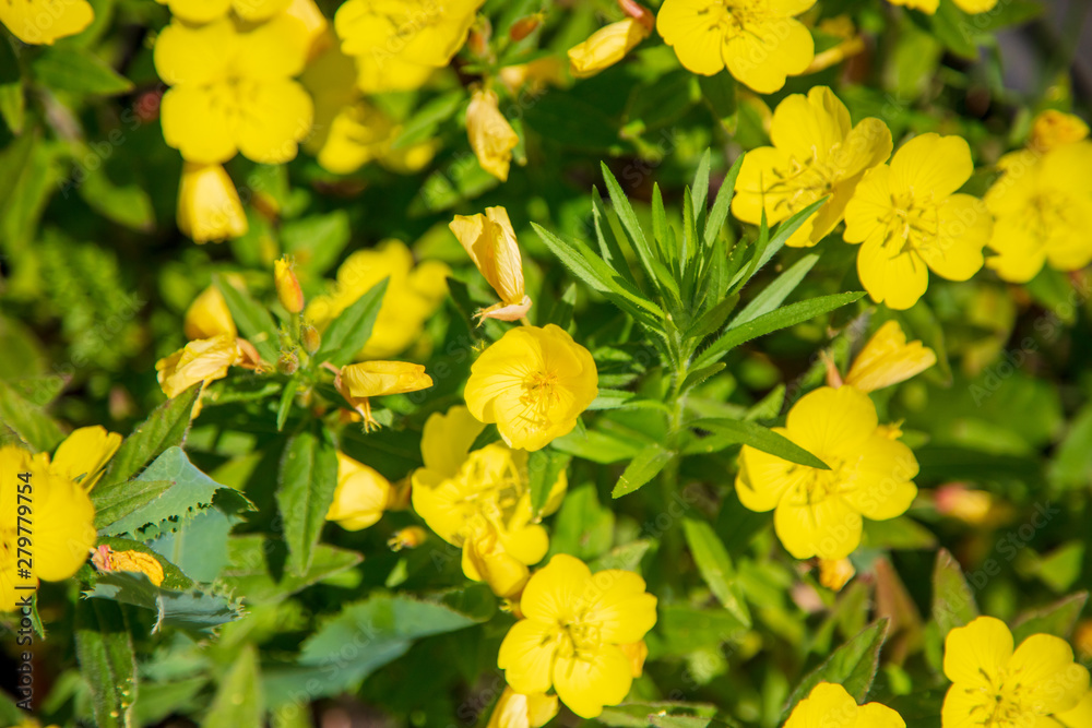 Beautiful yellow little flowers in a field in nature Beautiful yellow little flowers in a field in nature