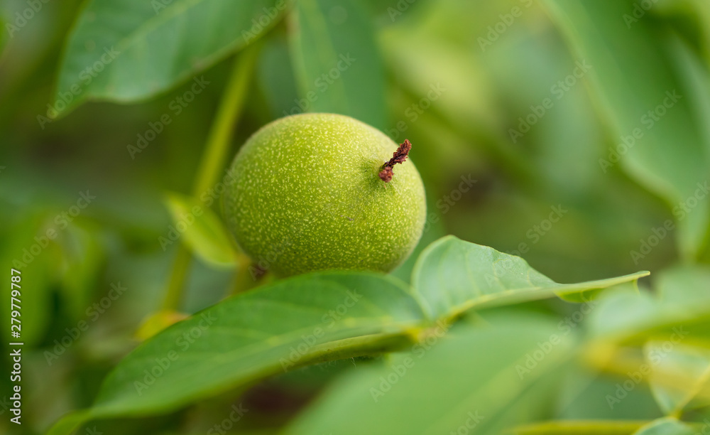 Green walnuts on a tree in nature Green walnuts on a tree in nature