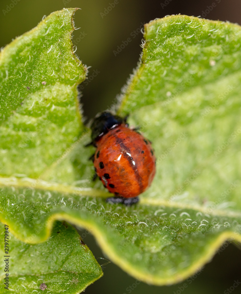 Red Colorado beetles on potato leaves Red Colorado beetles on potato leaves