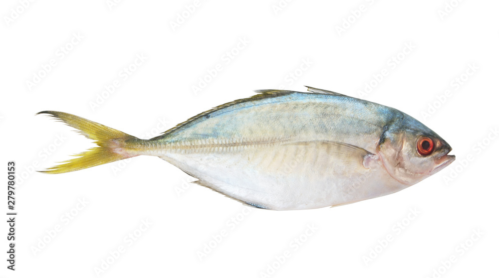Fresh raw fish isolated on white background, yellowtail scad, Atule mate Fresh raw fish isolated on white background, yellowtail scad, Atule mate