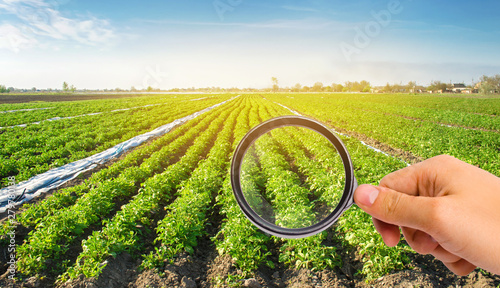 The food scientist checks the potato for chemicals and pesticides. Study quality of soil and crop. Growing organic vegetables. Eco-friendly products. Pomology. Agriculture and farming. GMO test.