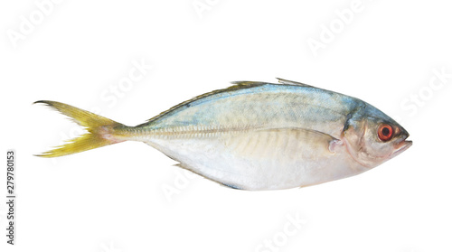 Fresh raw fish isolated on white background, yellowtail scad, Atule mate