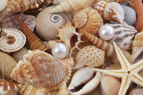 Seashell background  many different seashells piled together. Macro shot of beautiful seashells with pearls.