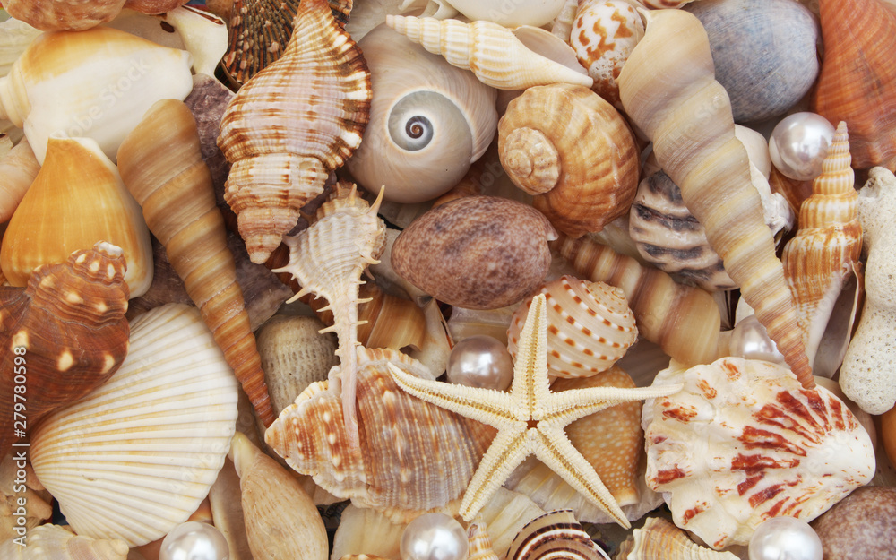 Amazing seashells, sarfish and pearls background Amazing seashells, sarfish and pearls background