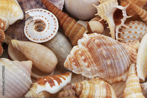 Amazing seashells background.