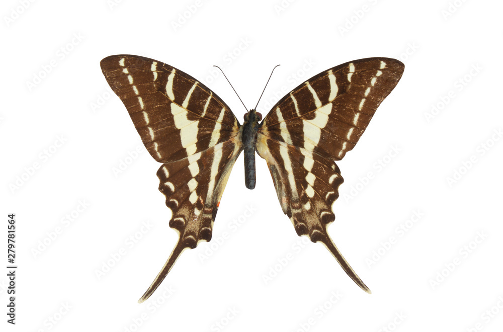 Fototapeta premium Zebra Swallowtail, butterfly isolated on white background, Eurytides marcellus