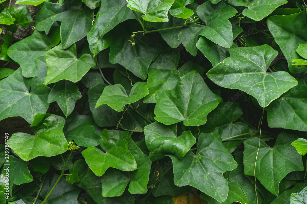 Green leaves with shadows and light. Green leaves with shadows and light.