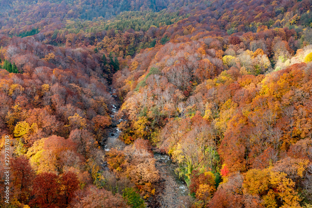 Autumn foliage scenery. Aerial view of valley and stream in fall season. Colorful forest trees background in red, orange, and golden colors