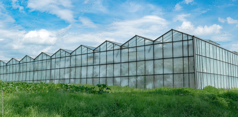 industrial size greenhouses for growing vegetables and fruit in a green grass field under a blue sky