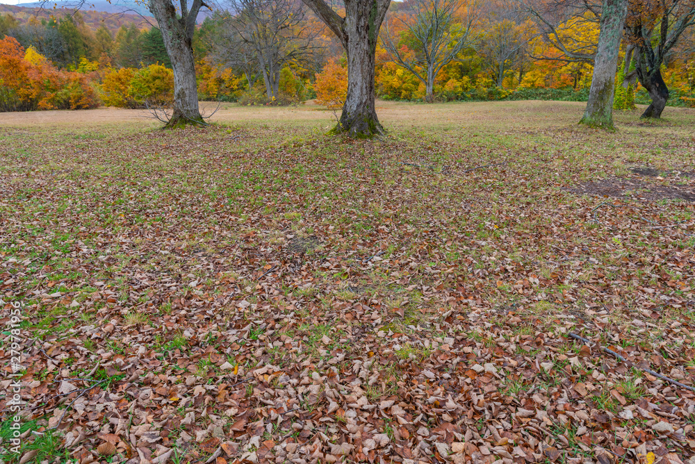 Fallen leaves on the ground. Autumn foliage scenery view, beautiful landscapes. Fall is full of magnificent colours Fallen leaves on the ground. Autumn foliage scenery view, beautiful landscapes. Fall is full of magnificent colours