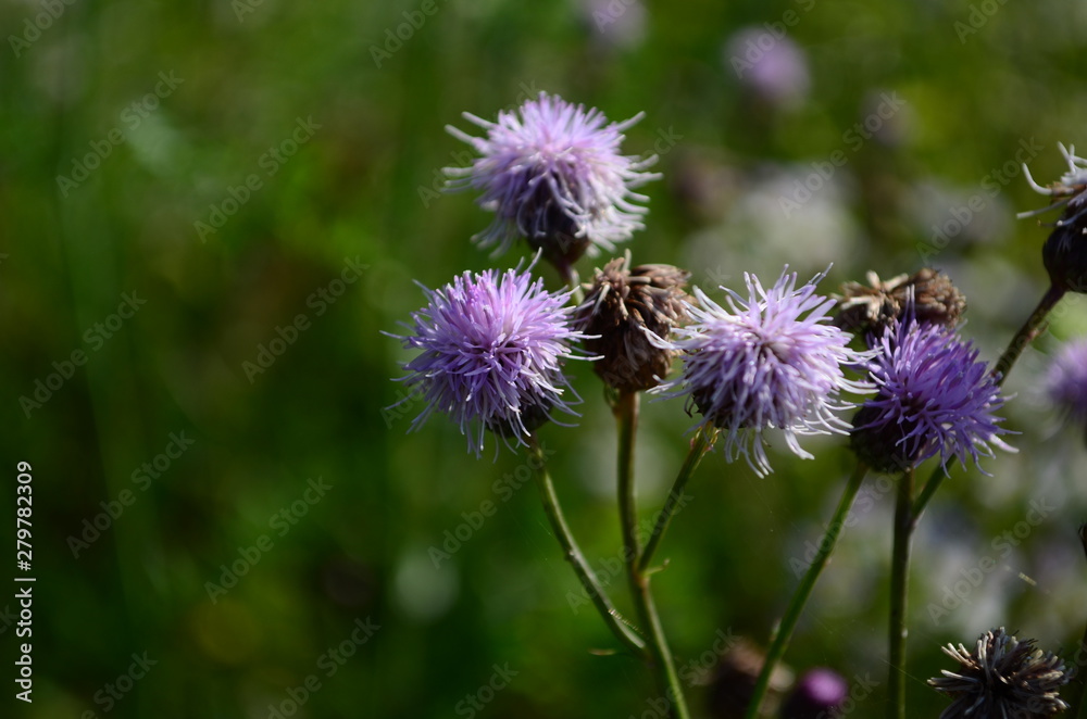 summer field with wild flowers on a sunny day summer field with wild flowers on a sunny day