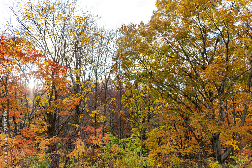 Autumn foliage scenery view, beautiful landscapes. Colorful forest trees in the foreground, and sky in the background