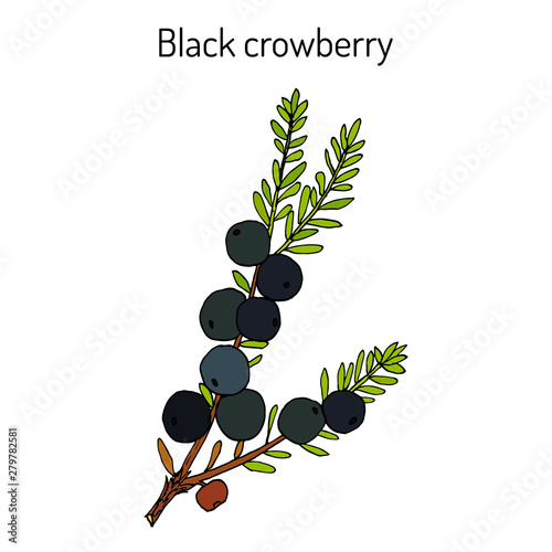 Black crowberry Empetrum nigrum , medicinal plant photo