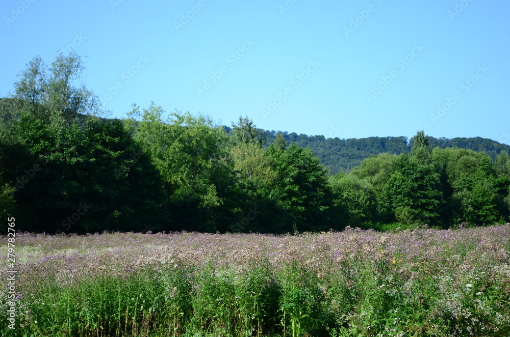 summer field with wild flowers on a sunny day summer field with wild flowers on a sunny day