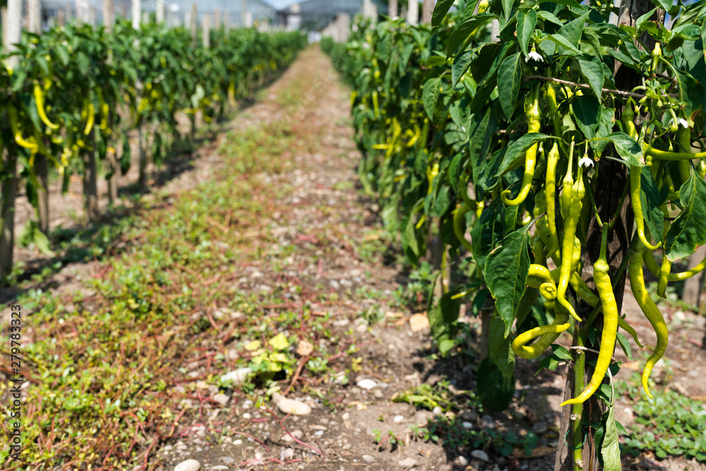 close up of hot chili peppers growing and ripening on a large field with greenhouses behind