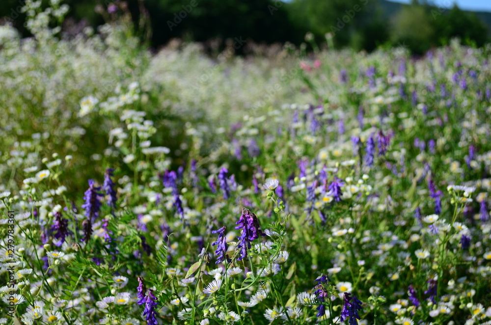 Fototapeta premium summer field with wild flowers on a sunny day