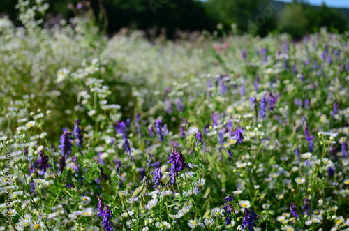 summer field with wild flowers on a sunny day