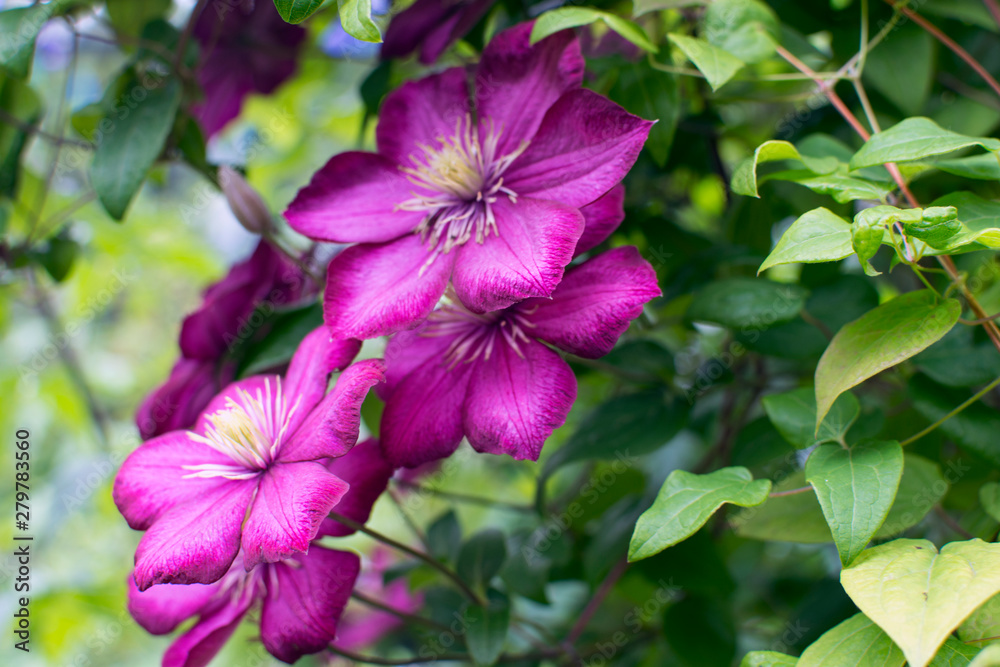 Beautiful purple flowers of clematis grow in the summer garden. Summer flowers. Beautiful plants.