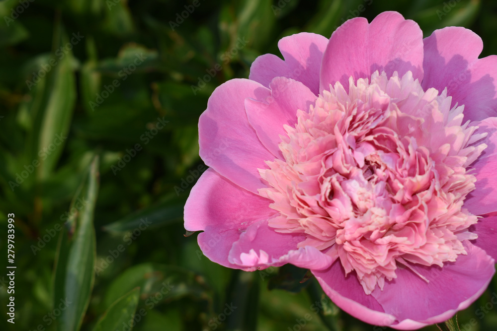 Obraz premium Pink peony close-up.