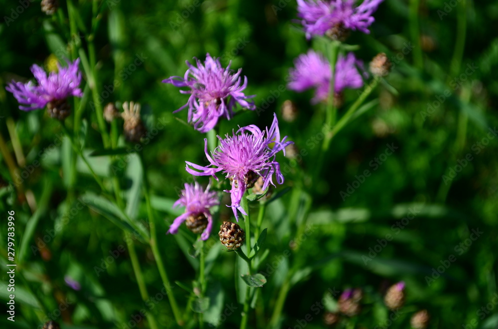 summer field with wild flowers on a sunny day summer field with wild flowers on a sunny day