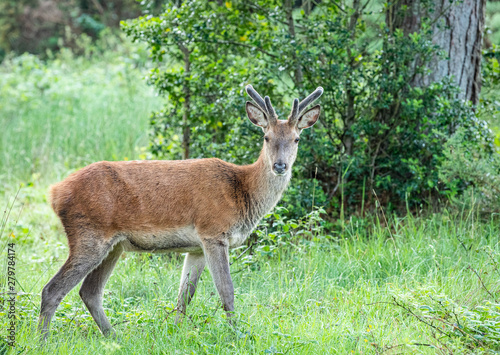 Red deer, Woodland, Glenveagh National Park, Donegal, Ireland