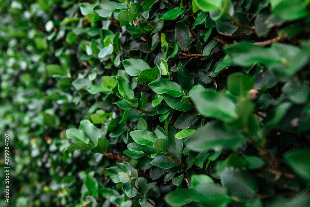 Floristic background. Green leaves on wall. Floristic background. Green leaves on wall.