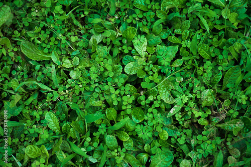 Wallpaper Mural Green grass background  Torontodigital.ca