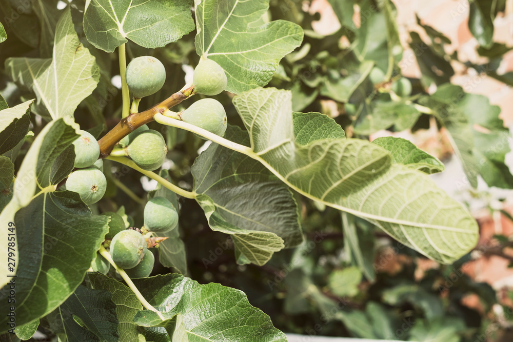 fig tree image close up with figs in summer day fig tree image close up with figs in summer day