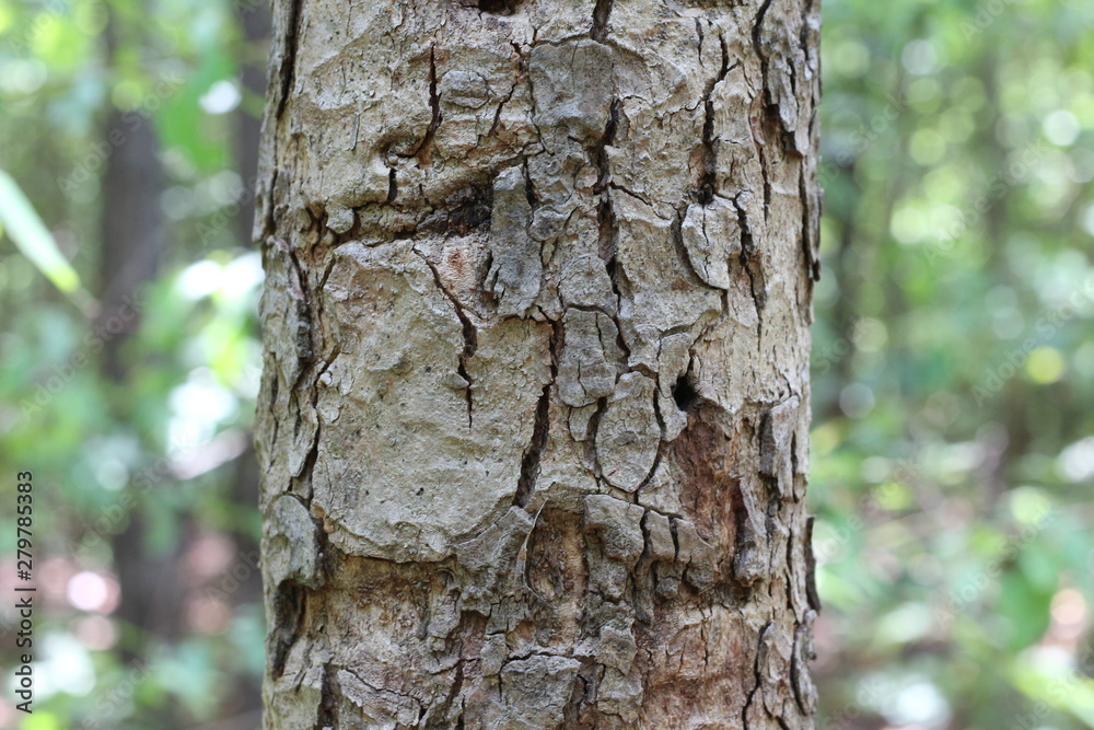 Summer tree trunk texture background. Summer tree trunk texture background.