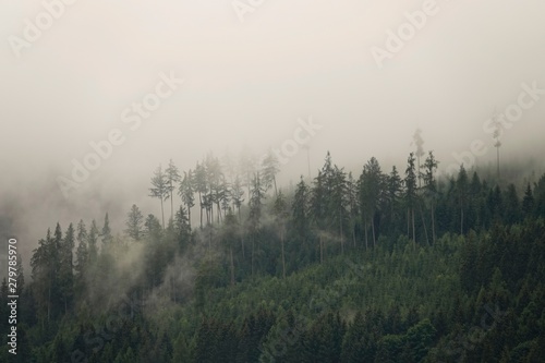 rainy day with fog in the forest on the mountains © Chamois huntress