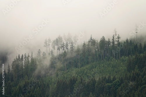 rainy day with fog in the forest on the mountains © Chamois huntress