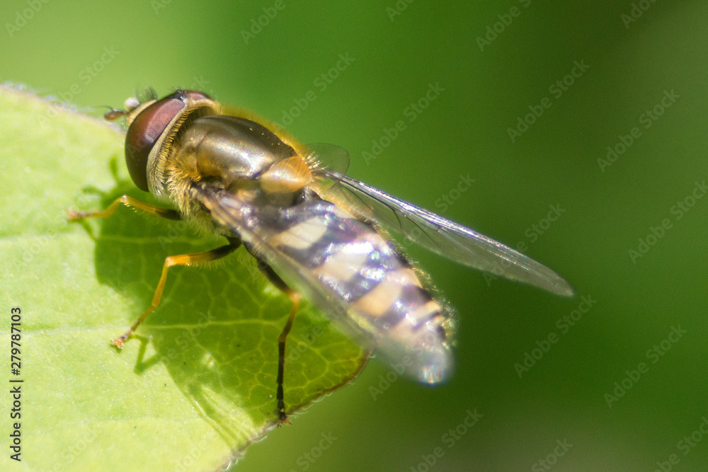 Naklejka premium In the garden, on a flower